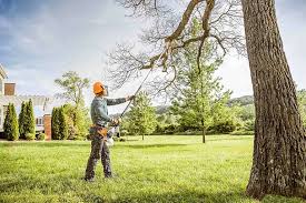 Best Arborist Consultation Services  in Taos, NM