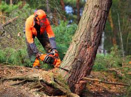 Best Root Management and Removal  in Taos, NM