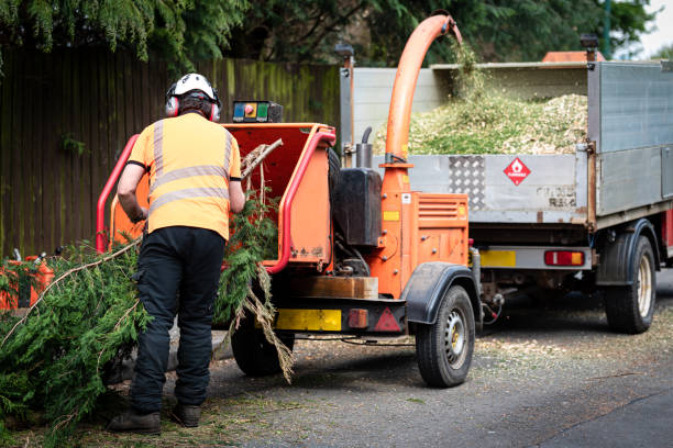 Best Tree Health Inspection  in Taos, NM