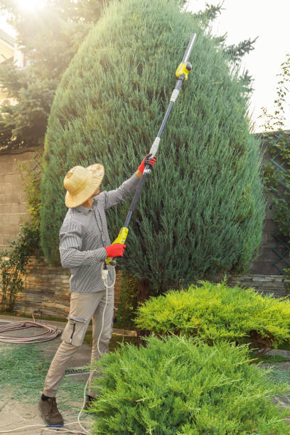 Best Lawn Pest Prevention  in Taos, NM